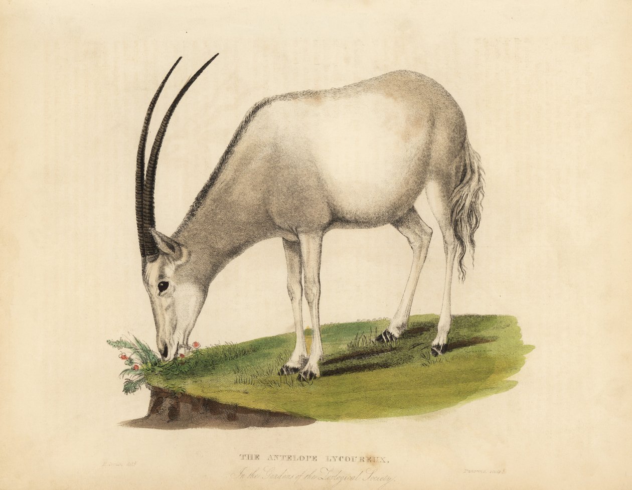 Arabische oryx of witte oryx, Oryx leucoryx. Kwetsbaar door William Smellie