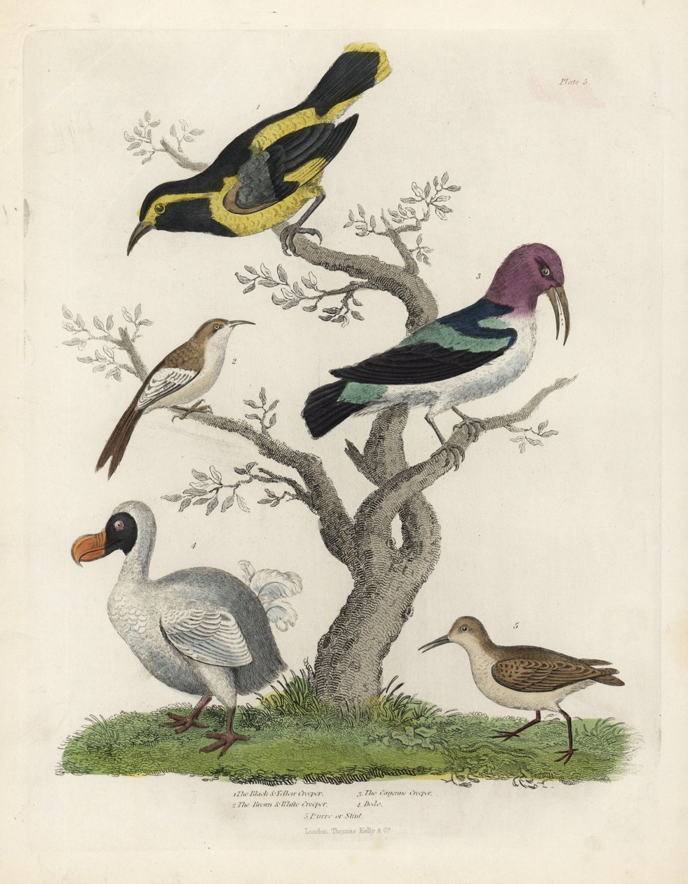 Zwart-gele boomkruiper, bruin-witte boomkruiper, Certhia americana, Cayenne boomkruiper, Dacnis cayana, Dodo, Raphus cucullatus, en purre of strandloper, Calidris alpina. Handgekleurde kopergravure door William Smellie