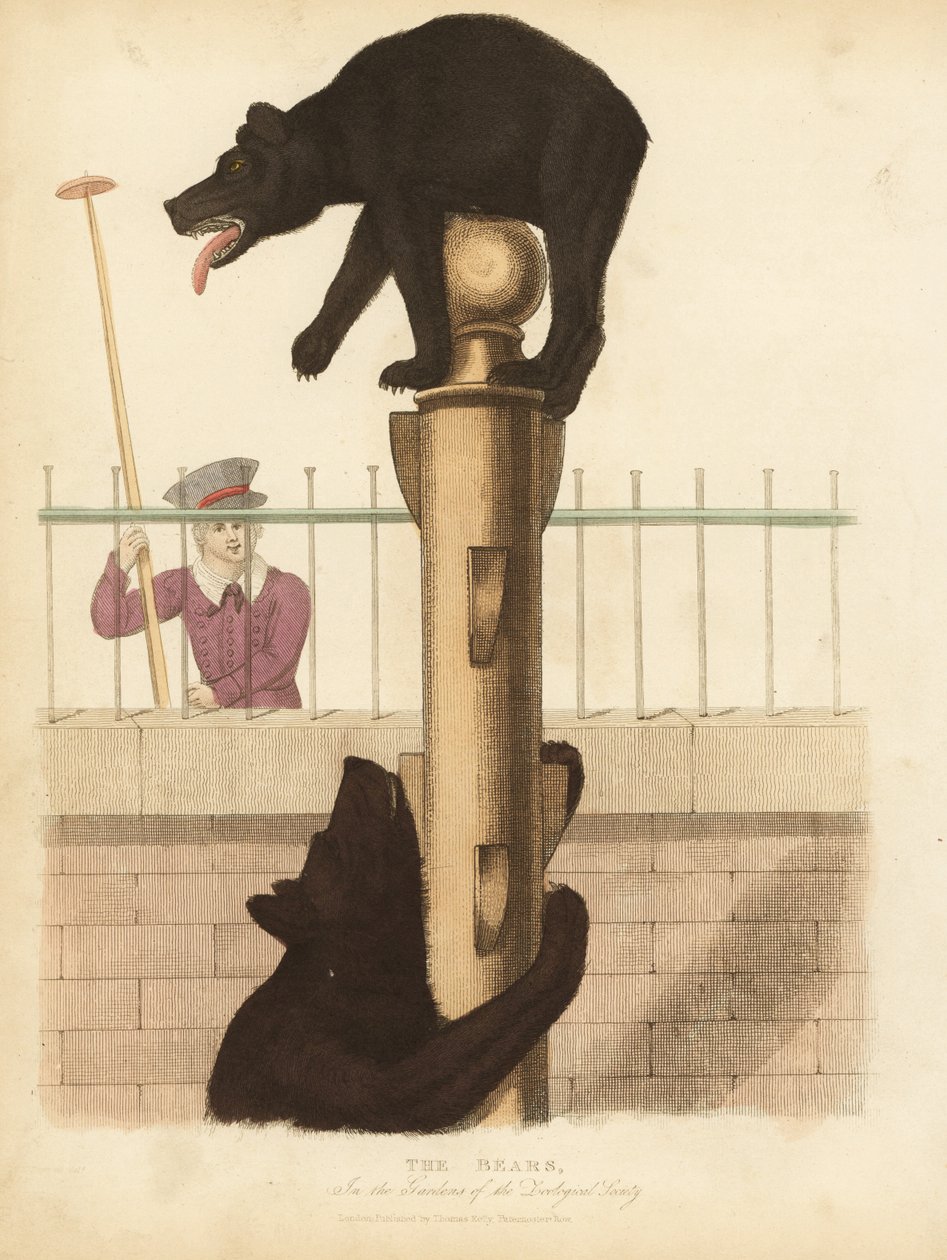 Bruine beer, Ursus arctos door William Smellie