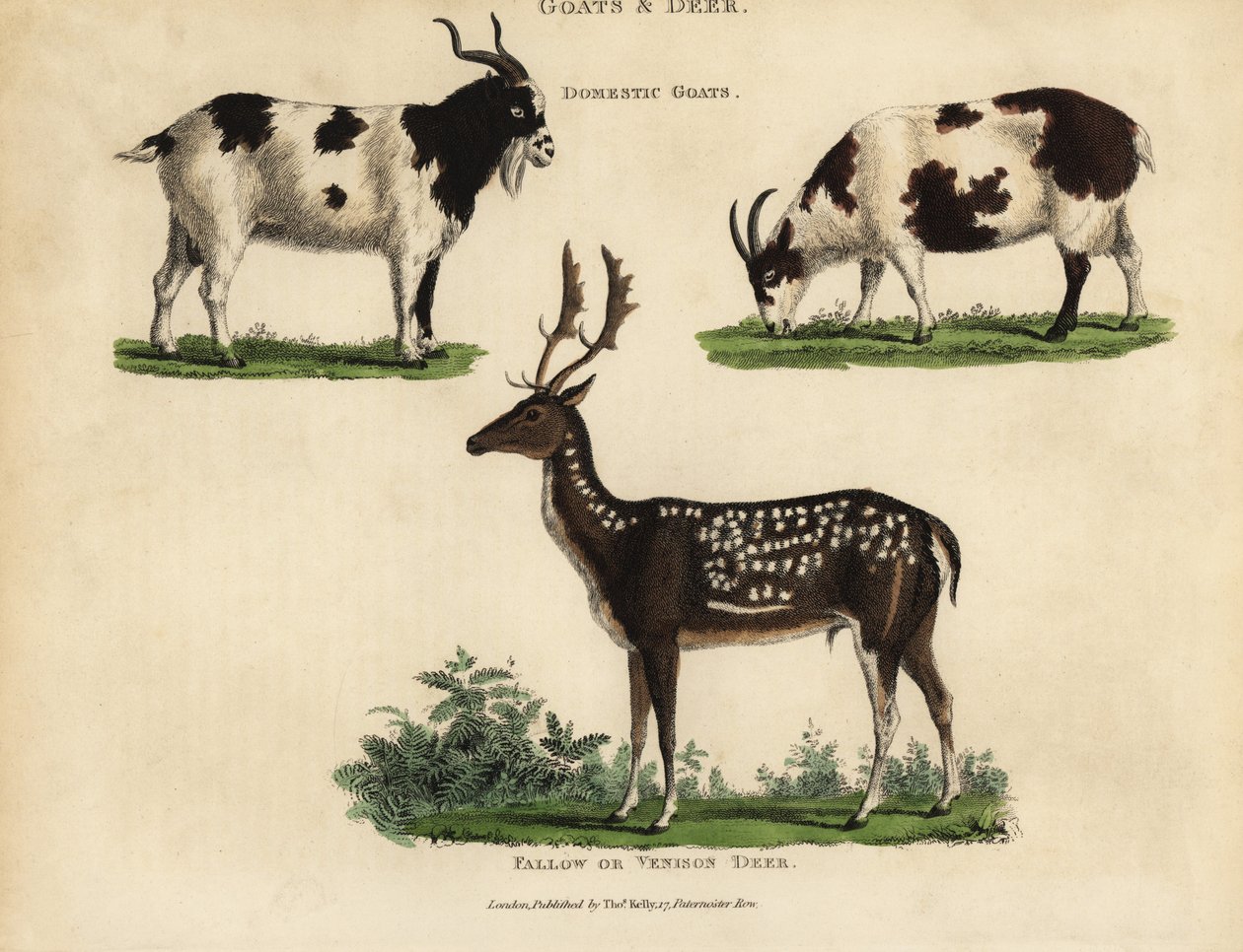 Huiskippen en damherten of hertenvlees door William Smellie