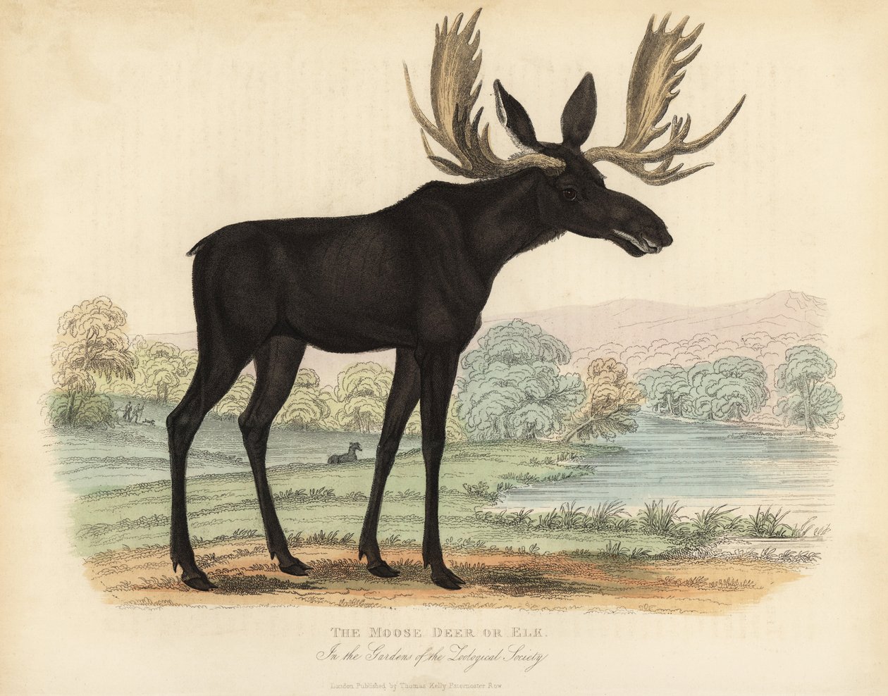 Eland, Alces alces door William Smellie