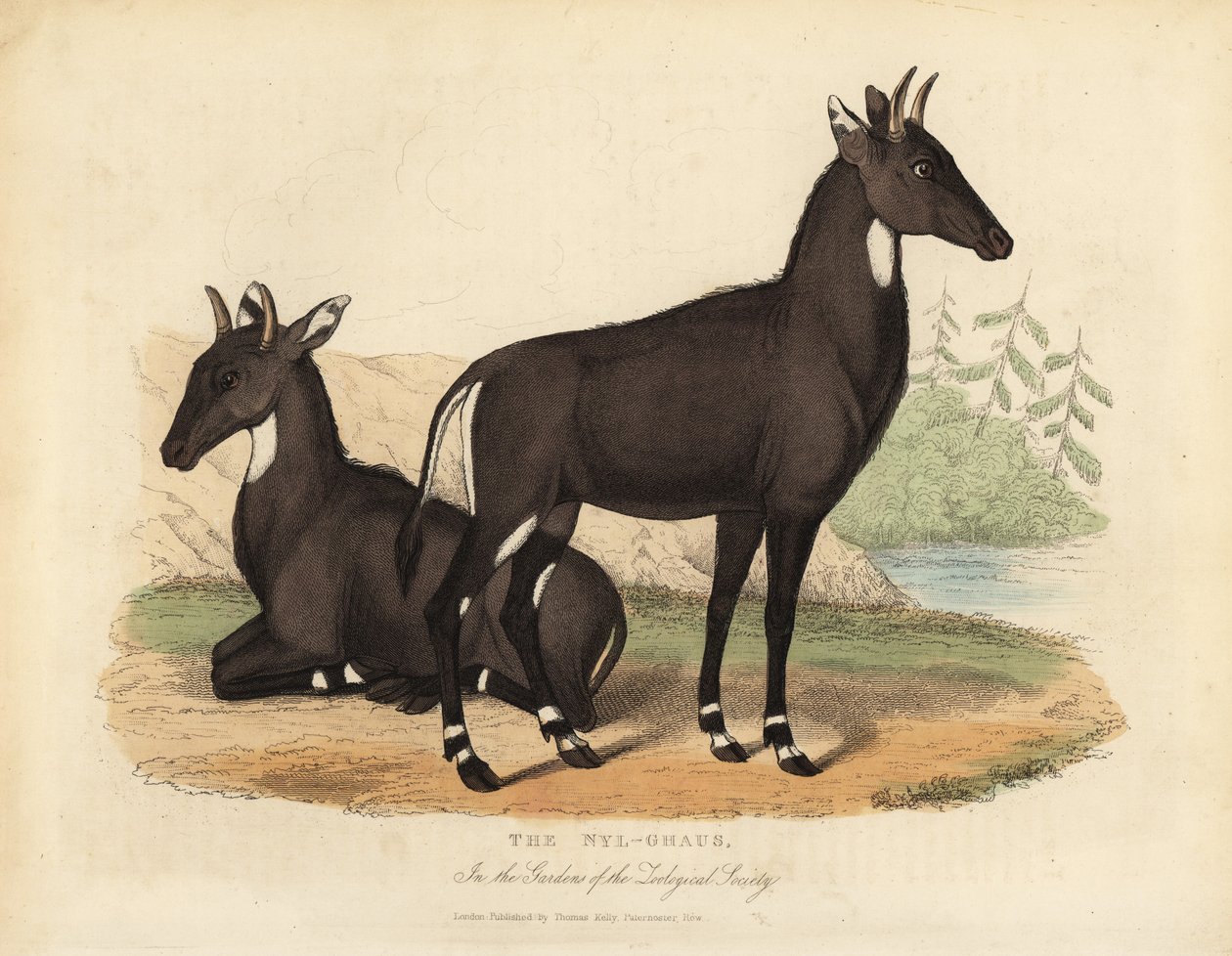 Nilgai of blauwe stier, Boselaphus tragocamelus door William Smellie