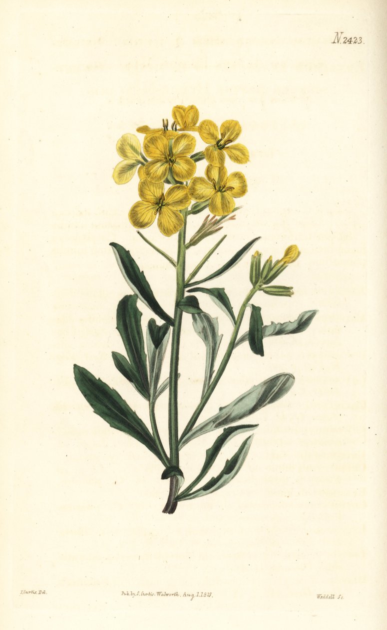Geurige muurbloem, Erysimum odoratum door William Smellie