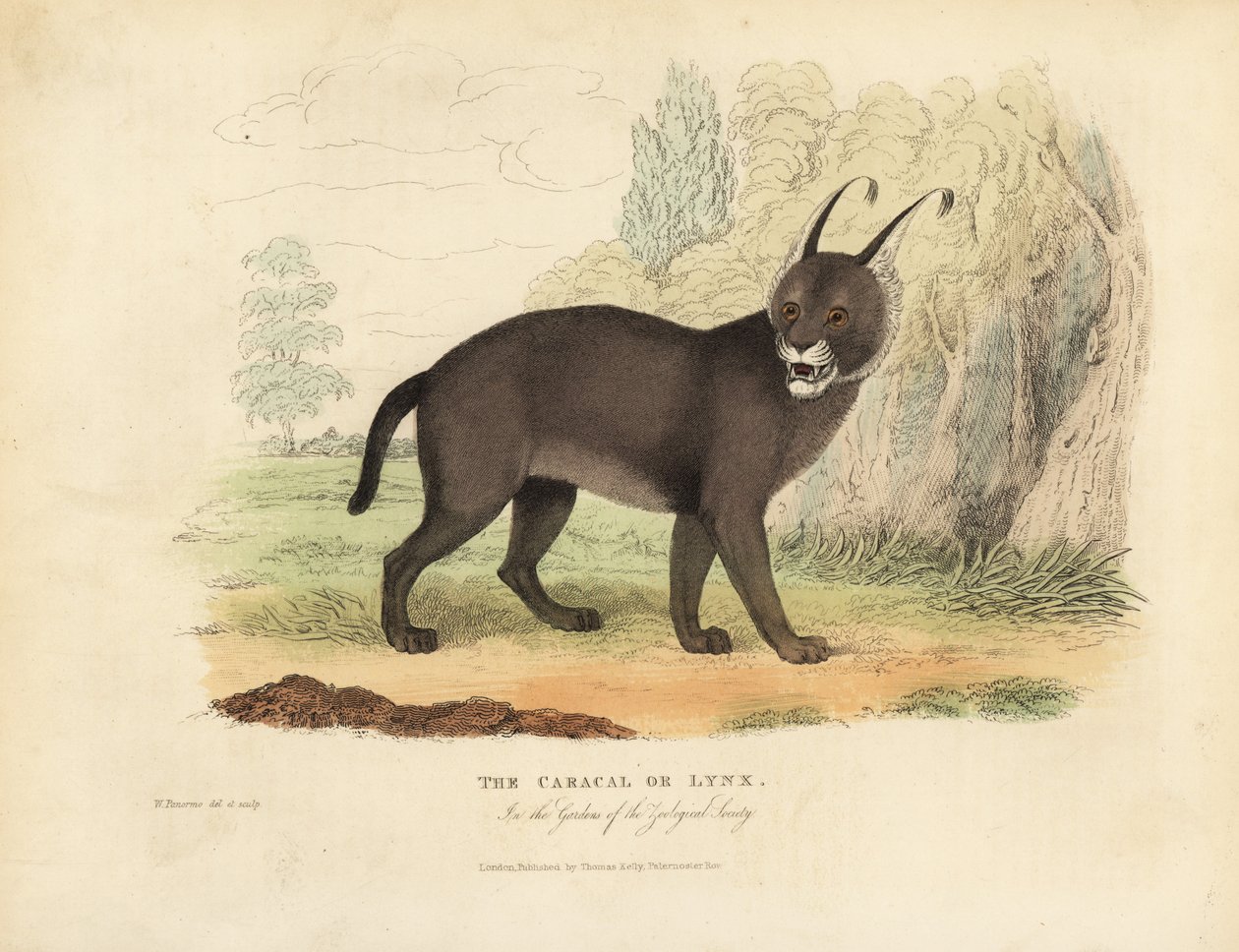 De Caracal of Lynx door William Smellie