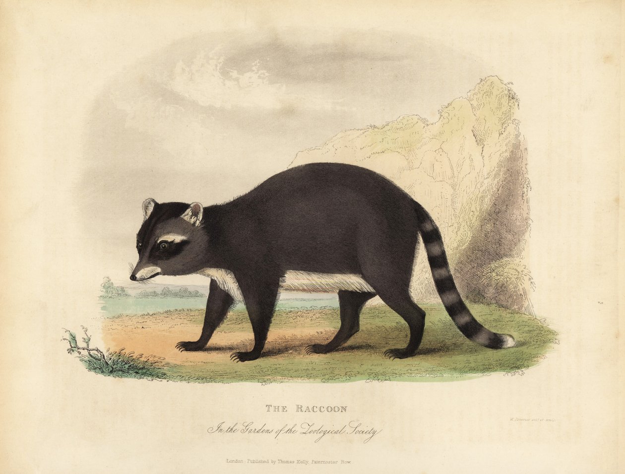 De Wasbeer, Procyon lotor door William Smellie