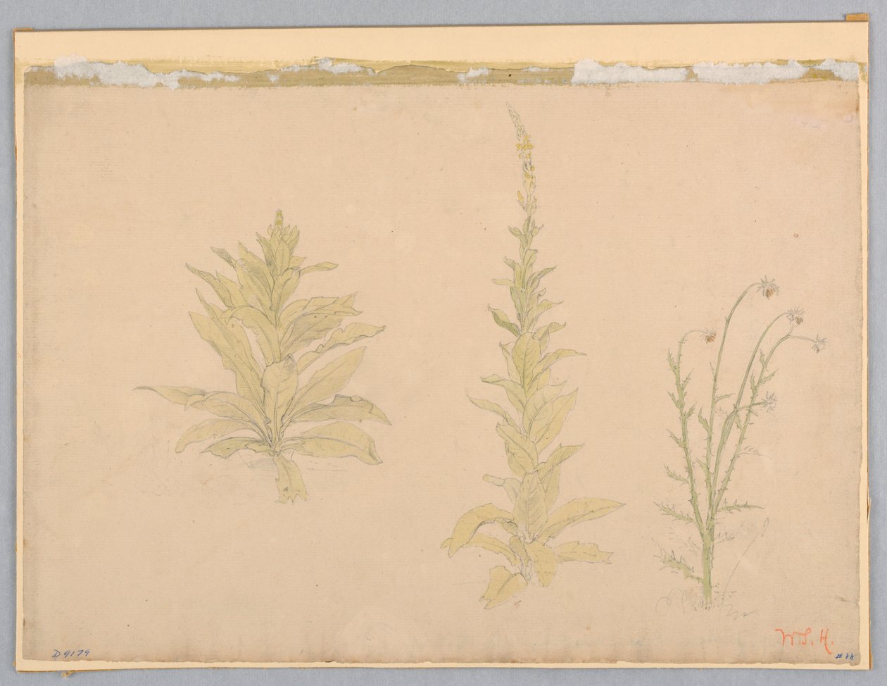 Studie van toortsplanten door William Stanley Haseltine