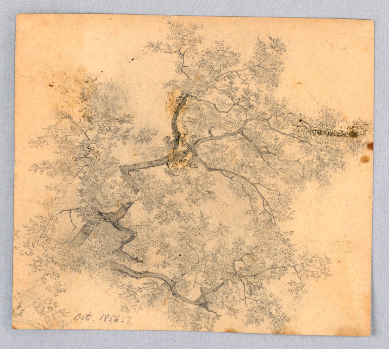 Studie van iep door William Trost Richards