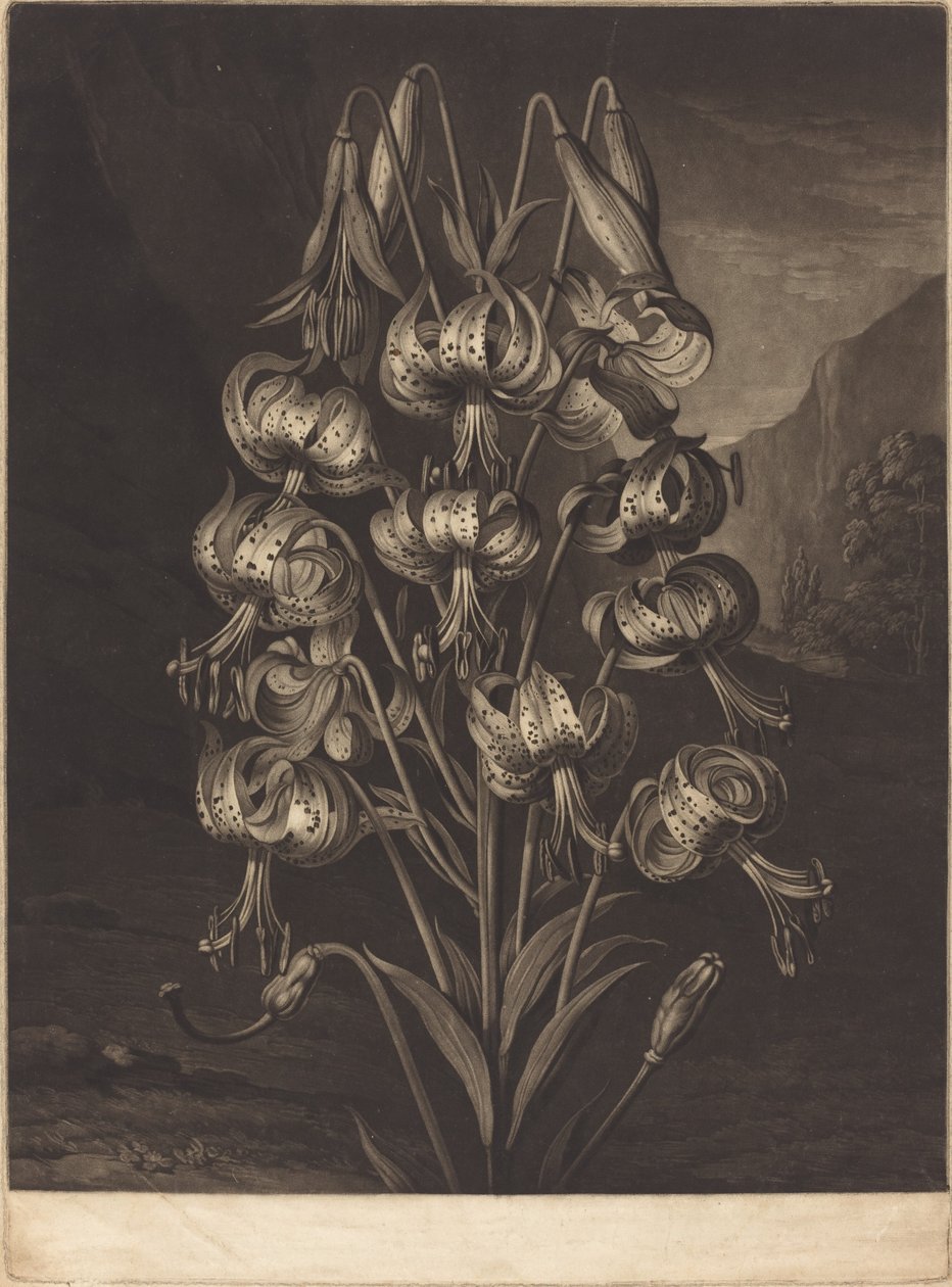De Prachtige Lelie door William Ward after Philip Reinagle