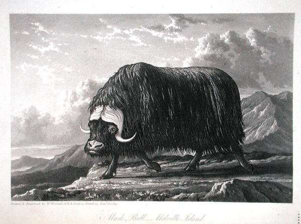 Muskusos, Melville Island, uit Journal of a Voyage for the Discovery of a North West Passage from the Atlantic to the Pacific uitgevoerd in de jaren 1819-20, door William Edward Parry, gepubliceerd 1821 door William Westall