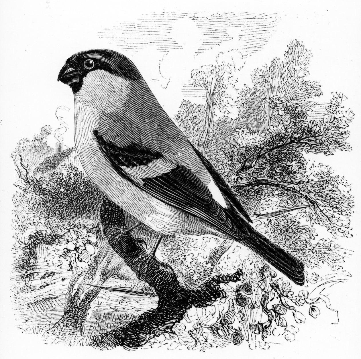 De Goudvink, illustratie uit 