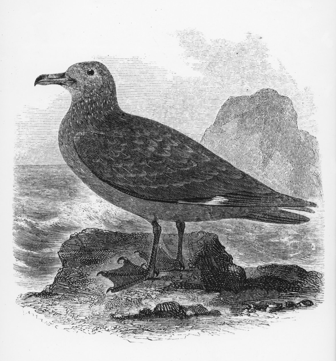 De grote jager, illustratie uit 
