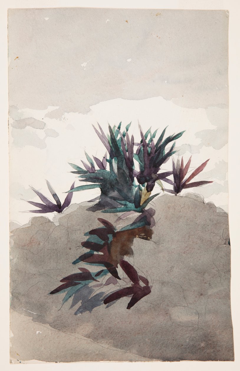 Heuvel met Klompen Maguey door Winslow Homer