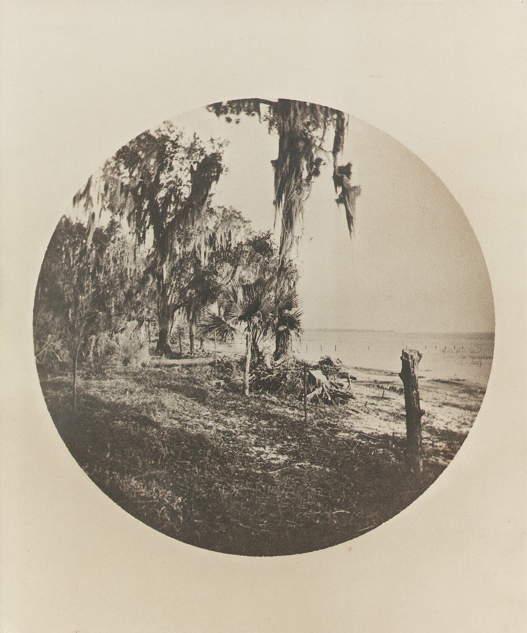 Palmboom en strandtafereel, kust van Florida door Winslow Homer