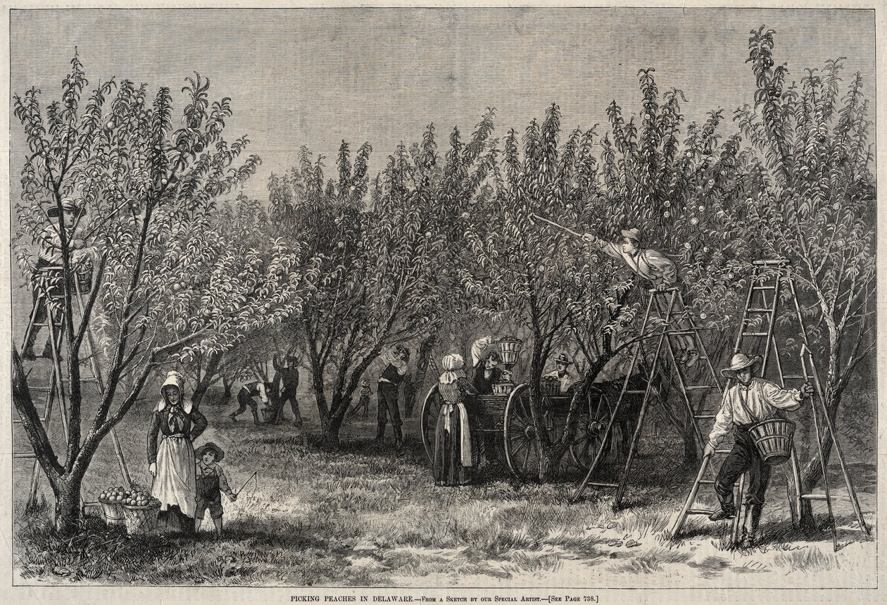 Perziken plukken in Delaware door Winslow Homer
