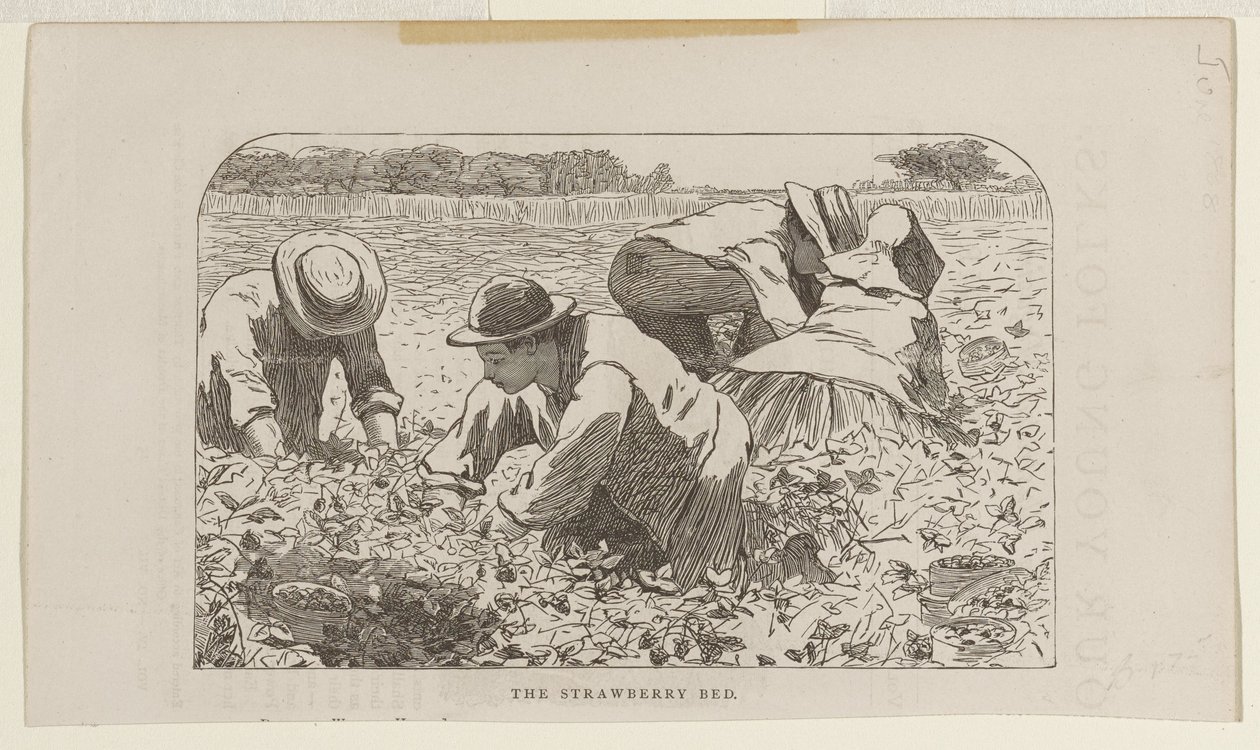 Het aardbeienbed door Winslow Homer