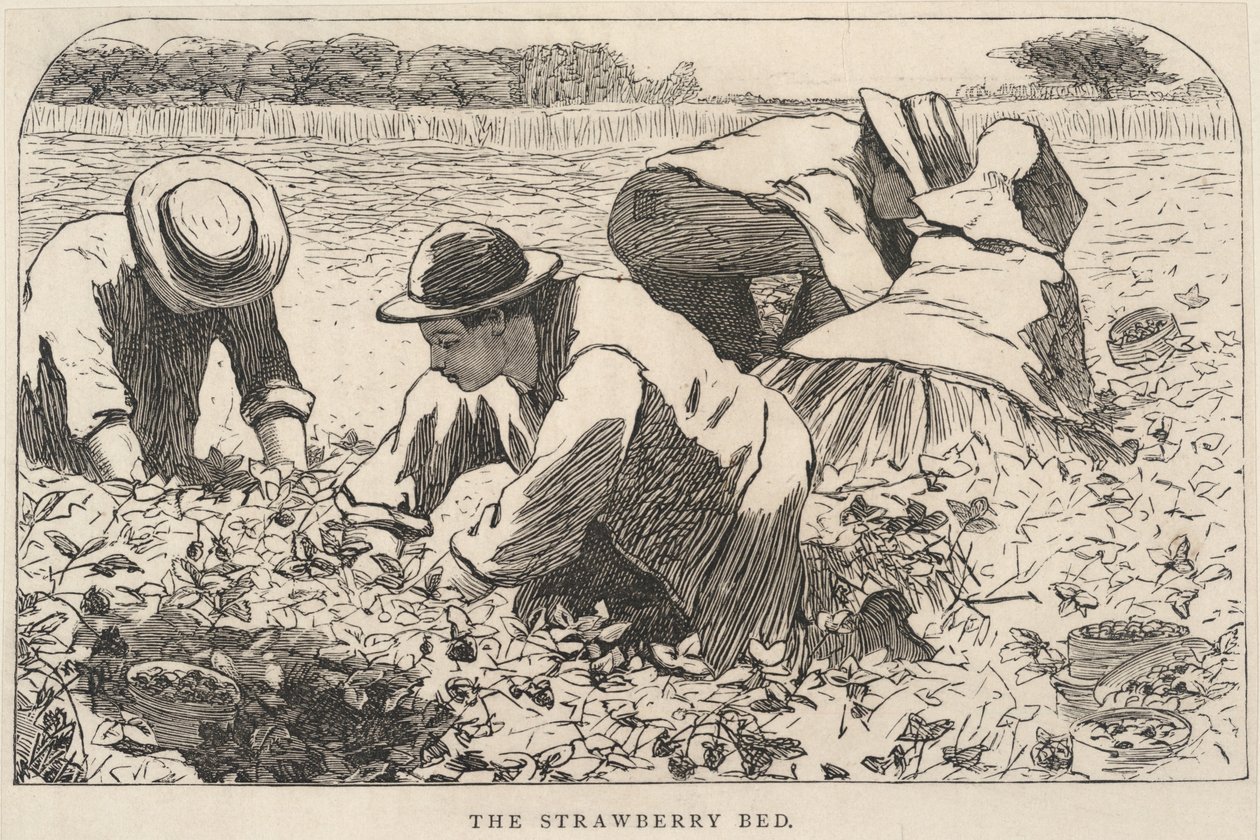 Het aardbeienbed, uit Onze Jonge Mensen, juli 1868 door Winslow Homer