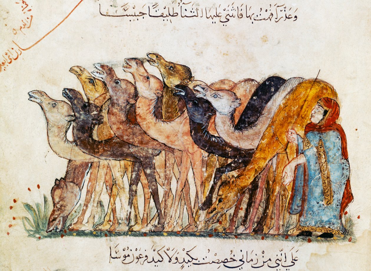 Ms Ar 5847 f.101, Kudde kamelen, uit 