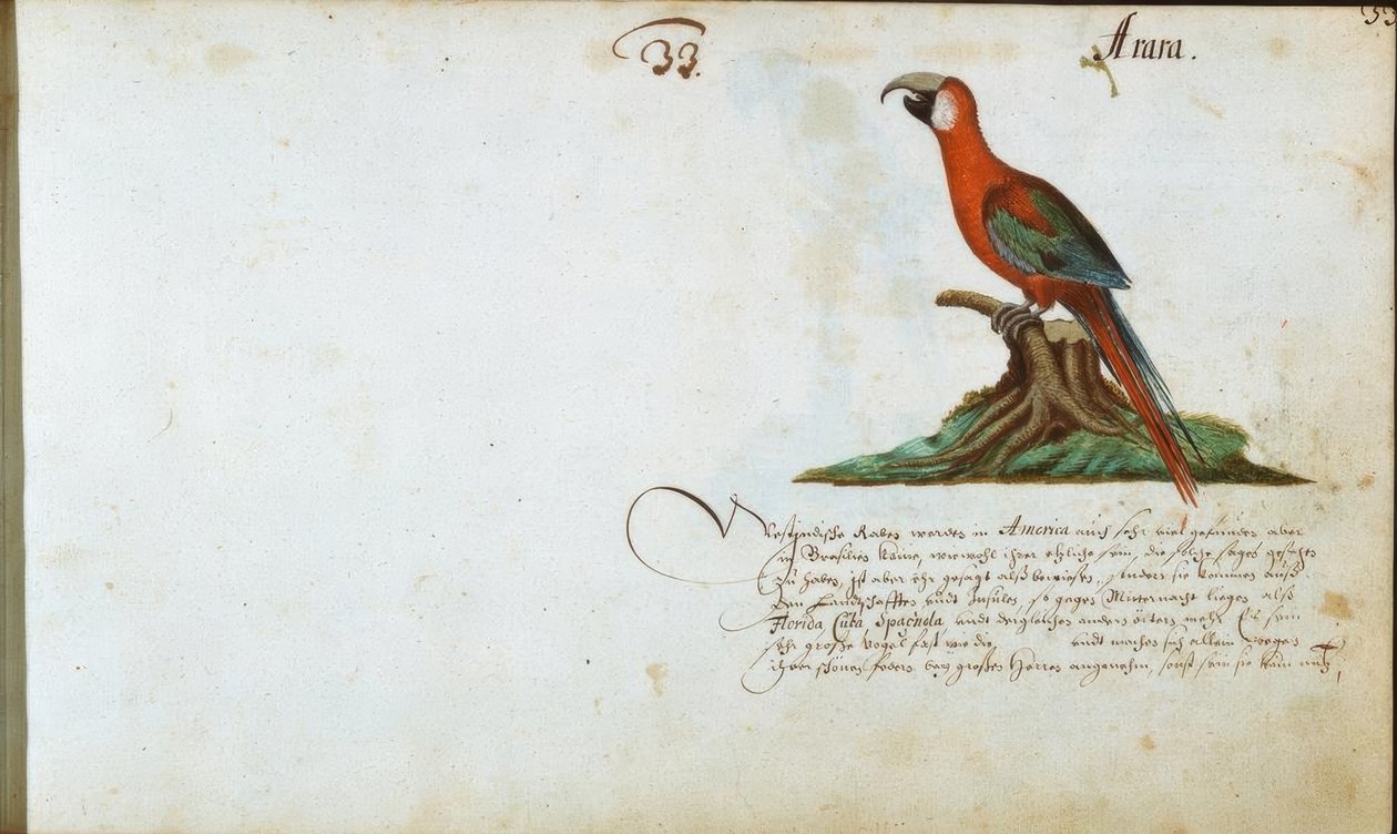 Papegaai door Zacharias Wagner