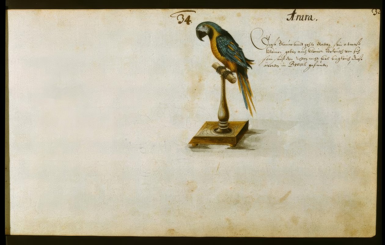 Papegaai door Zacharias Wagner