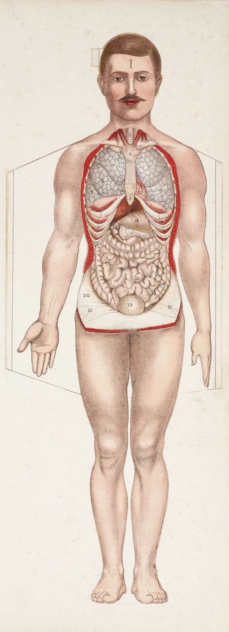 Anatomische Figuren De inwendige organen, eind 19e-begin 20e eeuw door Frederick (attr. to) Barnard