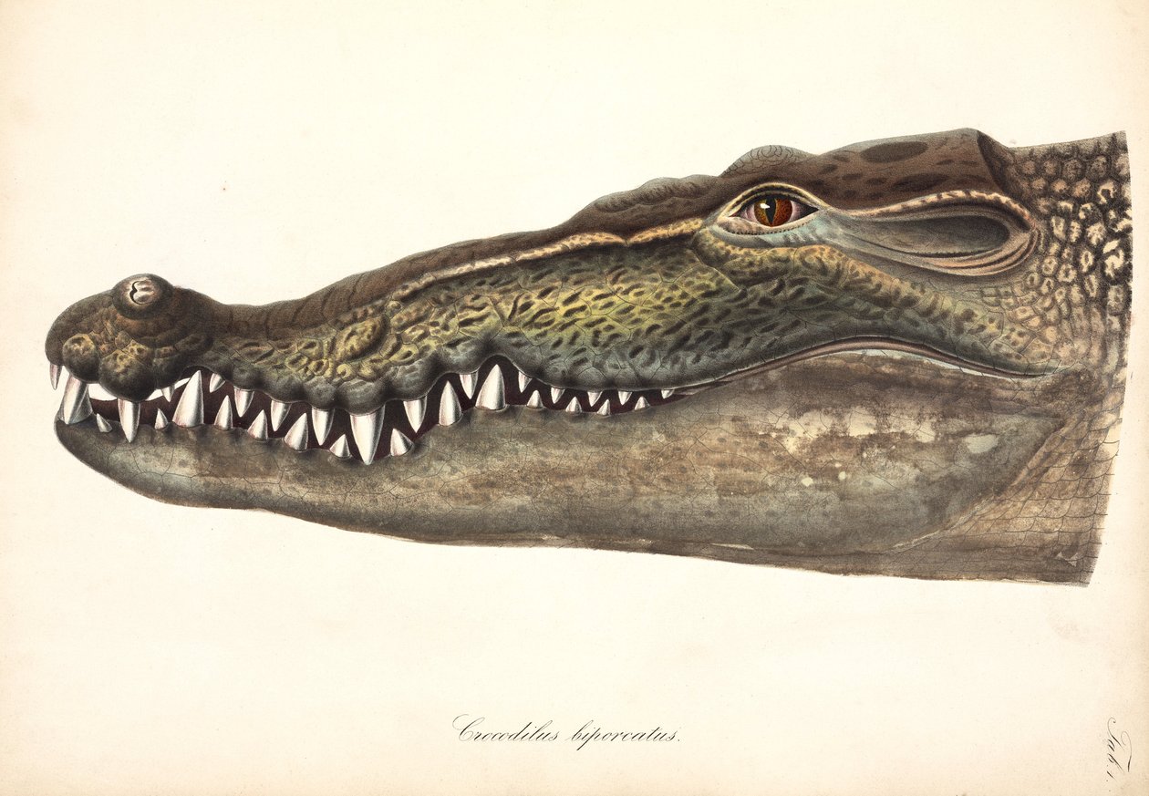 Estuariene of zoutwaterkrokodil, Azië door John Pardon