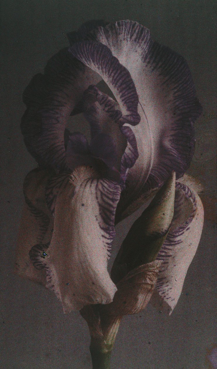 Duitse iris (Iris germanica) door Frederick (attr. to) Barnard