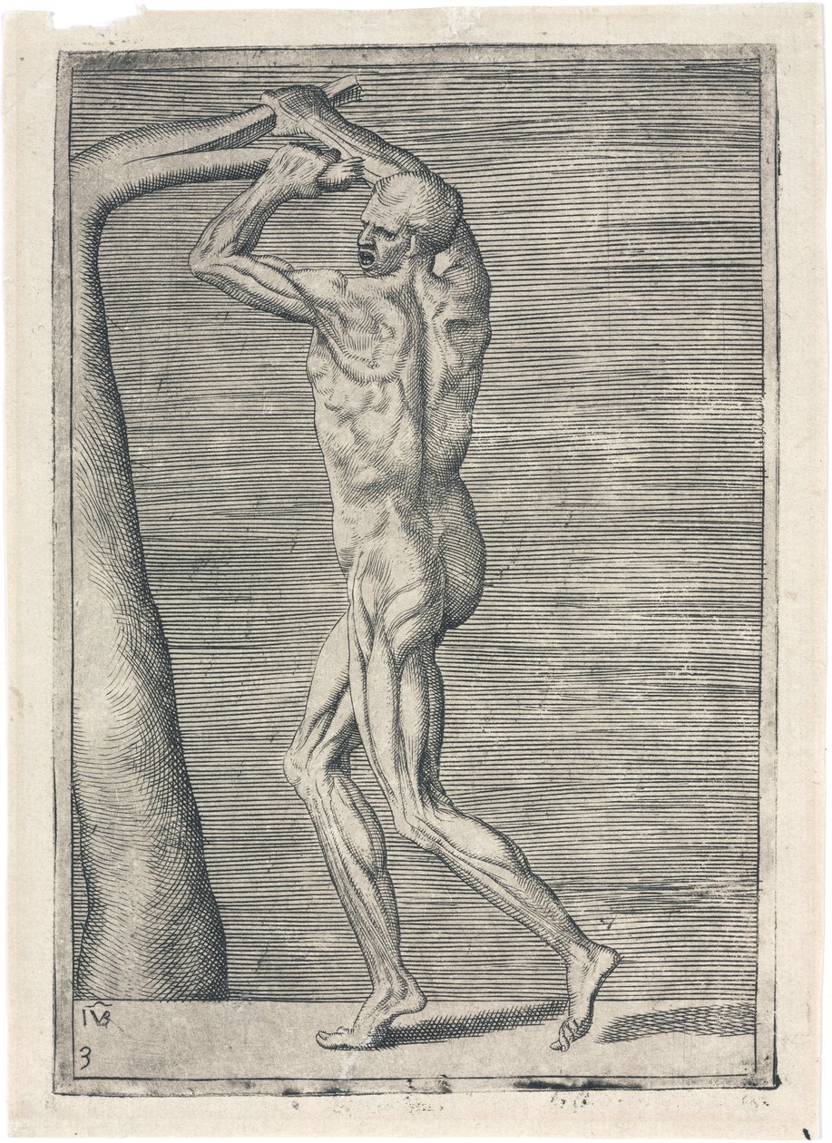 Spieren Anatomische studie van mannelijke musculatuur; man die een tak breekt, ca. 1555 door Frederick (attr. to) Barnard