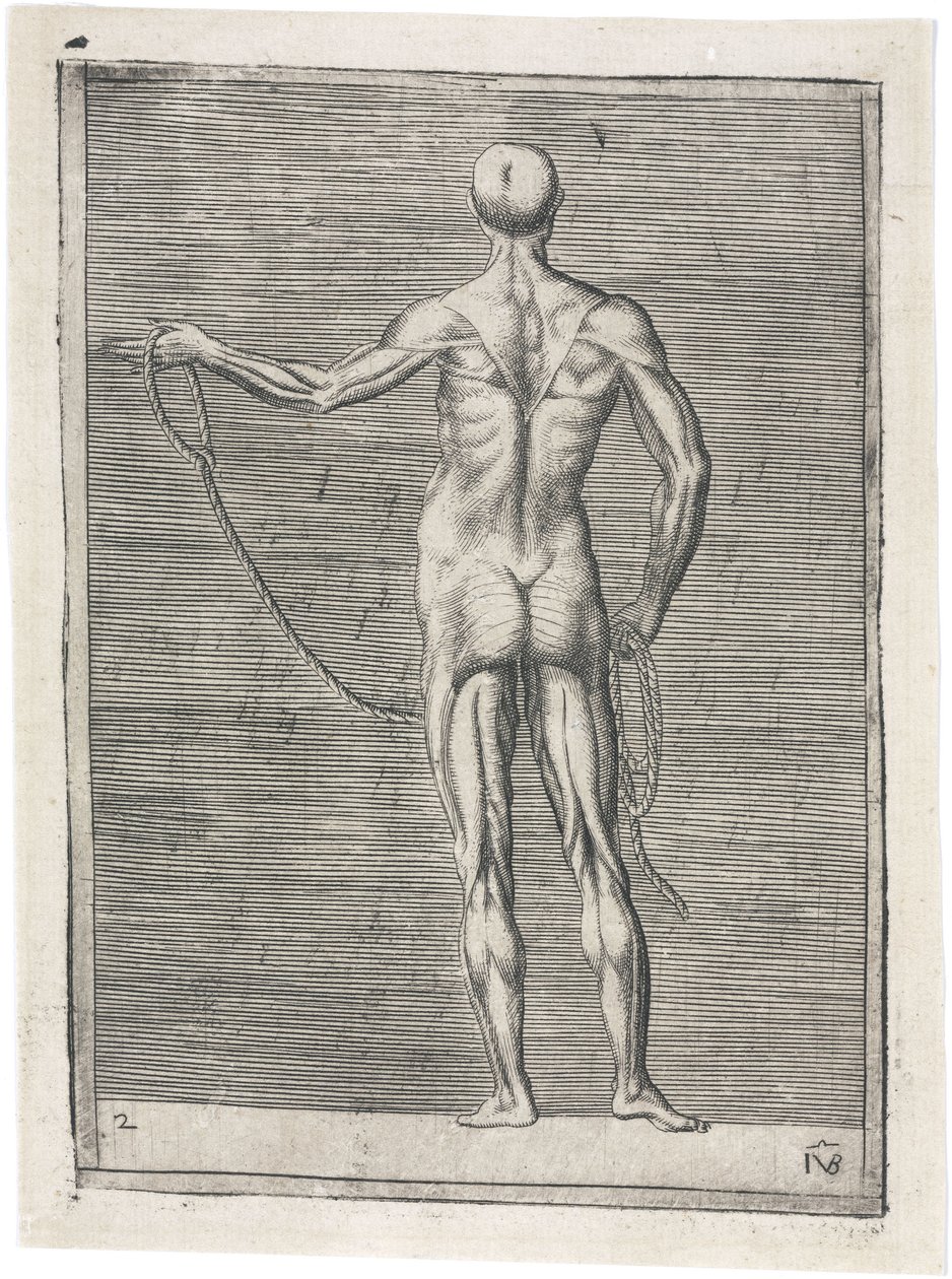Spieren Anatomische studie van mannelijke musculatuur; man die een touw vasthoudt, ca. 1555 door Frederick (attr. to) Barnard