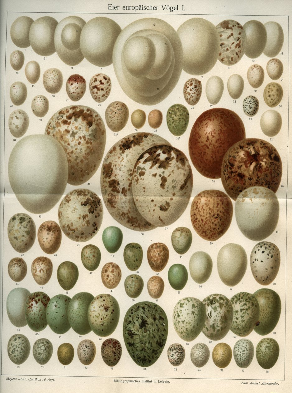 Natuurwetenschappelijke plaat die verschillende vogeleieren voorstelt. Illustratie uit Meyers Grosses Konversations-Lexikon, 1904. Bibliografisch Instituut, Leipzig en Wenen door Ferdinand Georg Waldmuller