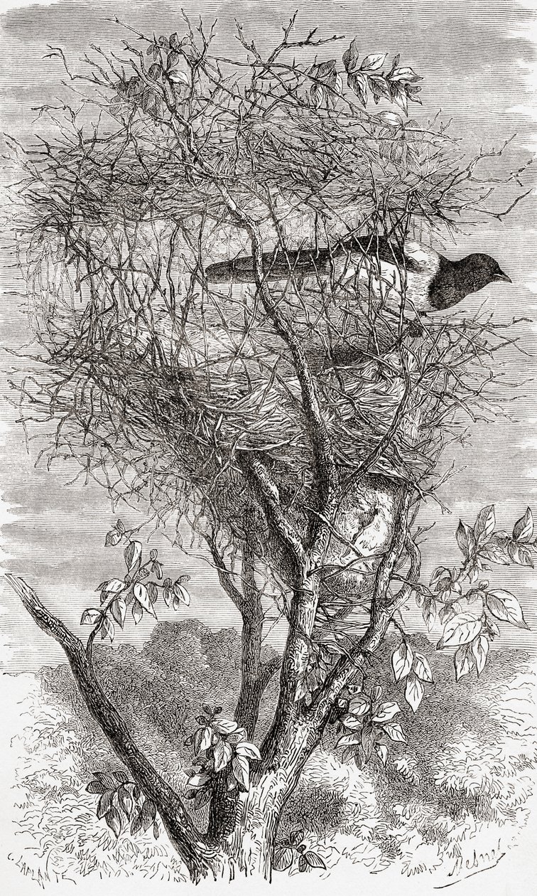 Nest van de Ekster (Pica pica) door . .