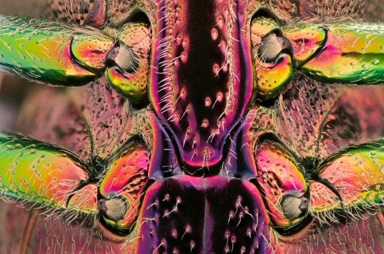 Polybothris quadricollis uit Madagaskar. Detail van de buik (macrofotografie) door John Pardon