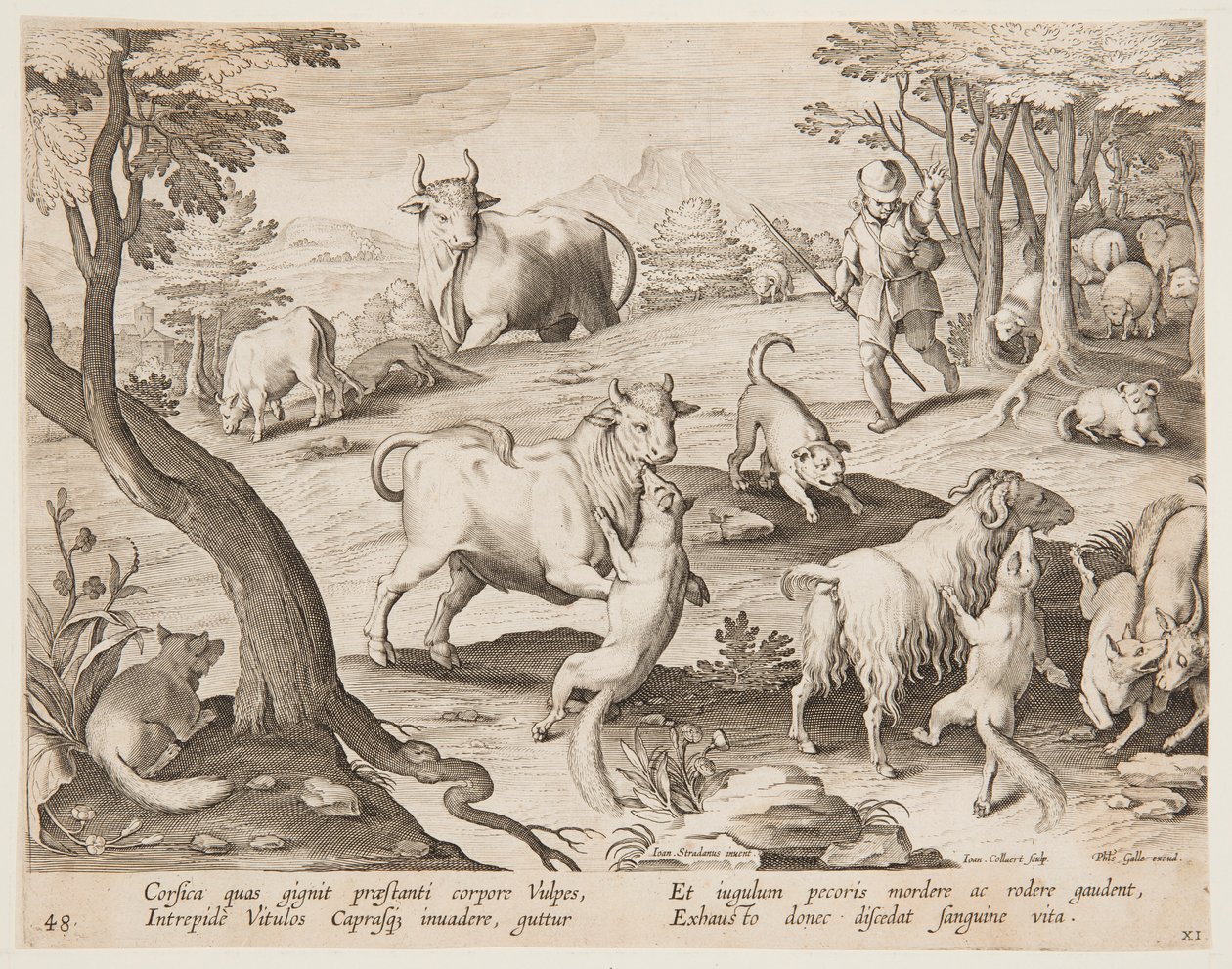Stieren en geiten aangevallen door vossen door after Jan van der Straet, called Stradanus