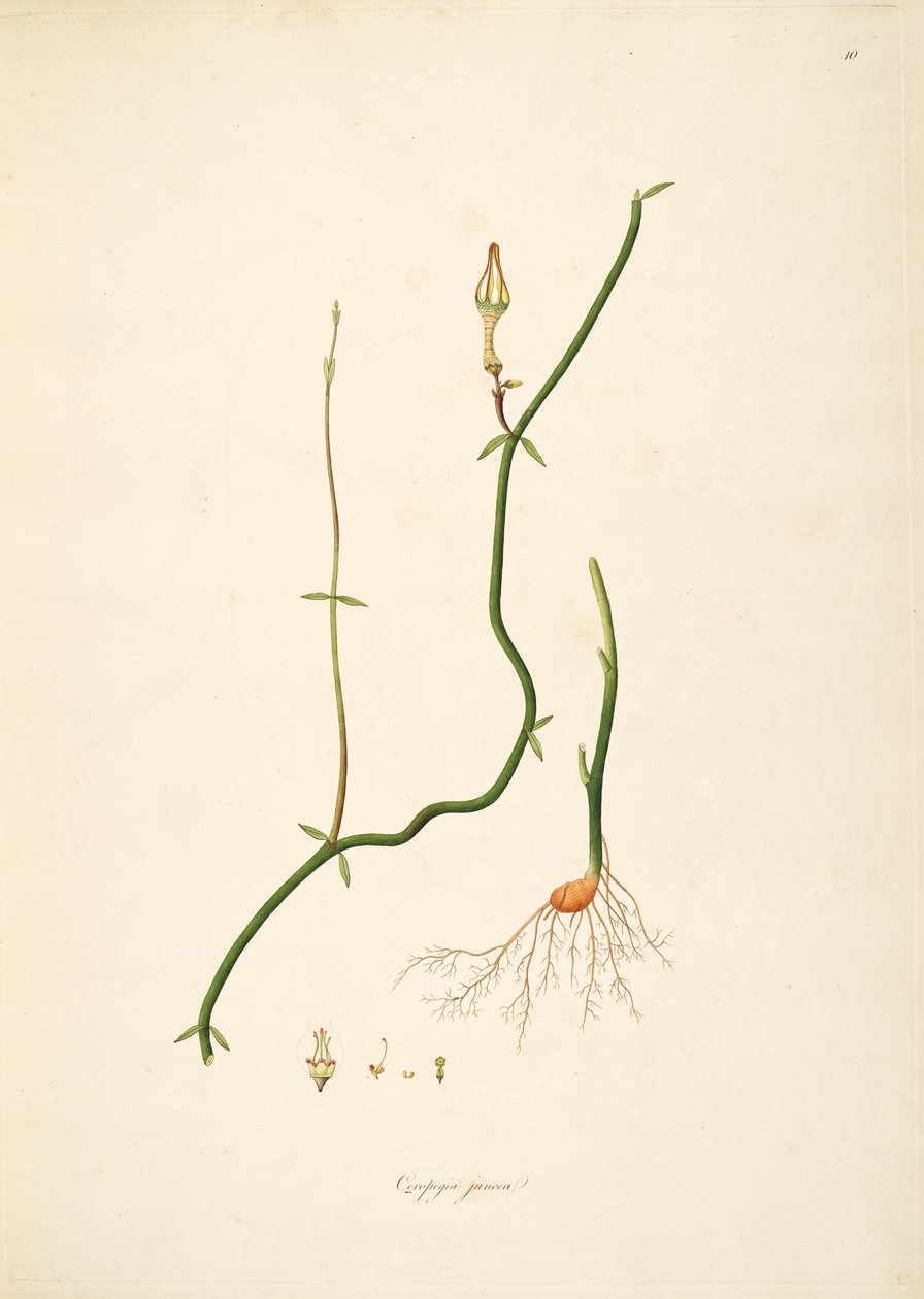 Illustratie van Ceropegia juncea, Apocynaceae, Asclepiadoideae door anonymus