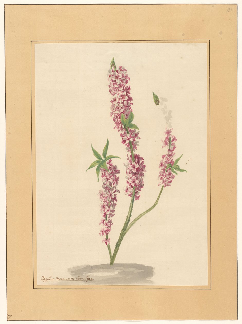 Rood Peperboompje op een Grondje door familie Van der Vinne (attributed to)