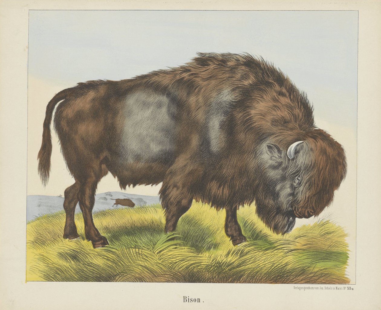Bison door firma Joseph Scholz