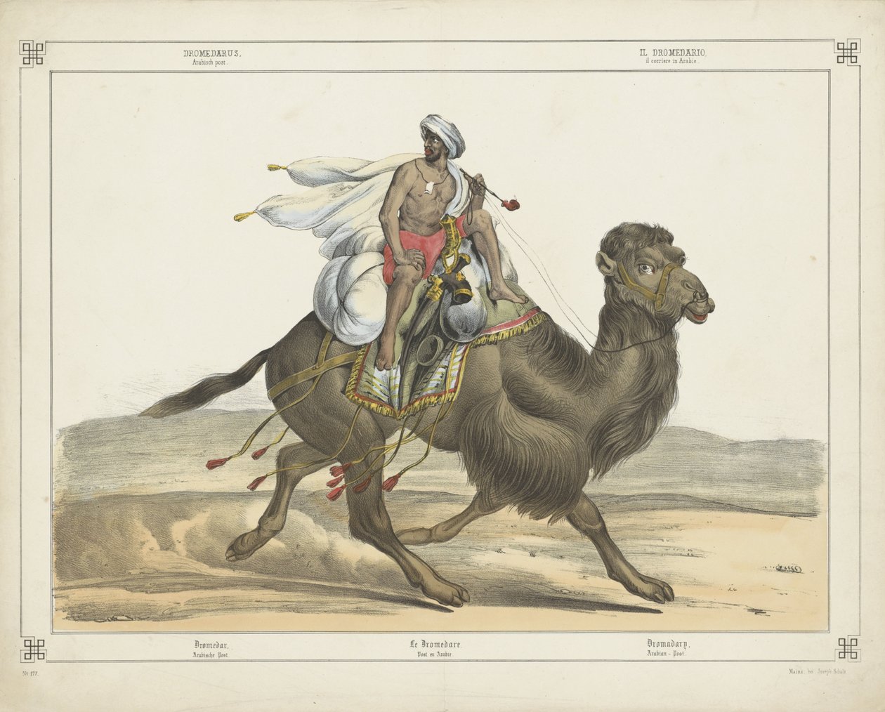 Dromedarus, Arabisch post door firma Joseph Scholz