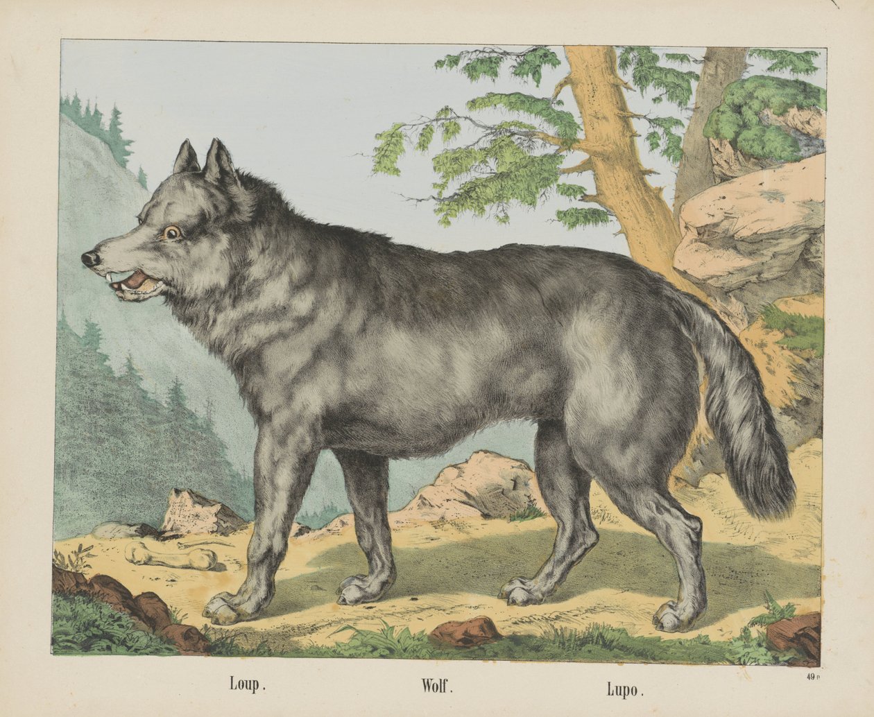 Wolf door firma Joseph Scholz
