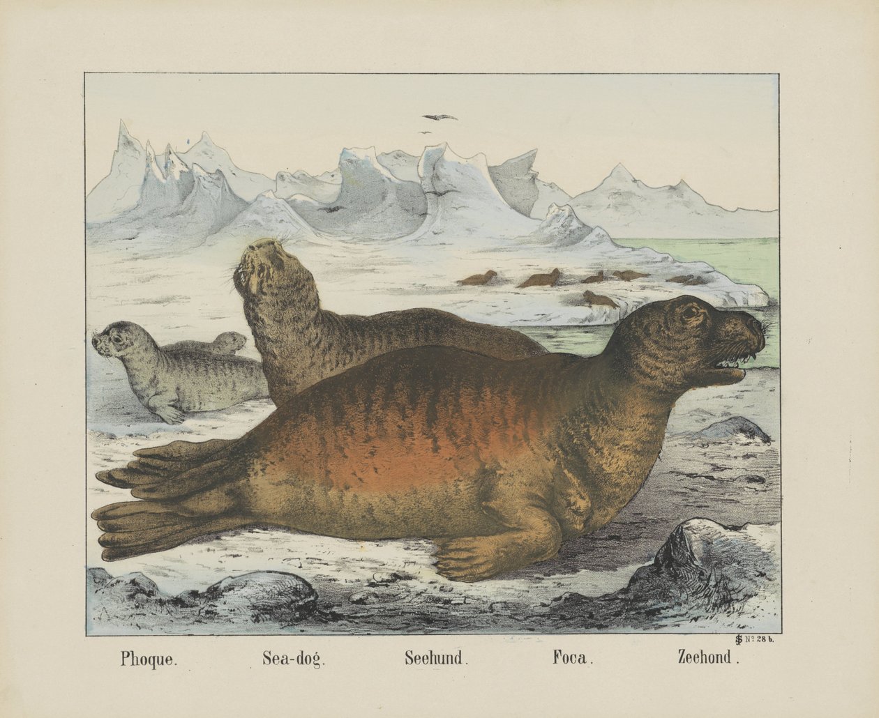 Zeehond door firma Joseph Scholz