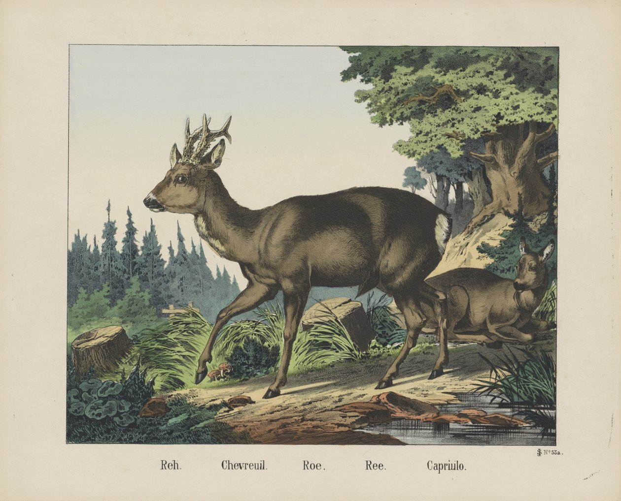 Reh. / Chevreuil. / Roe. / Ree. / Capriulo door firma Joseph Scholz