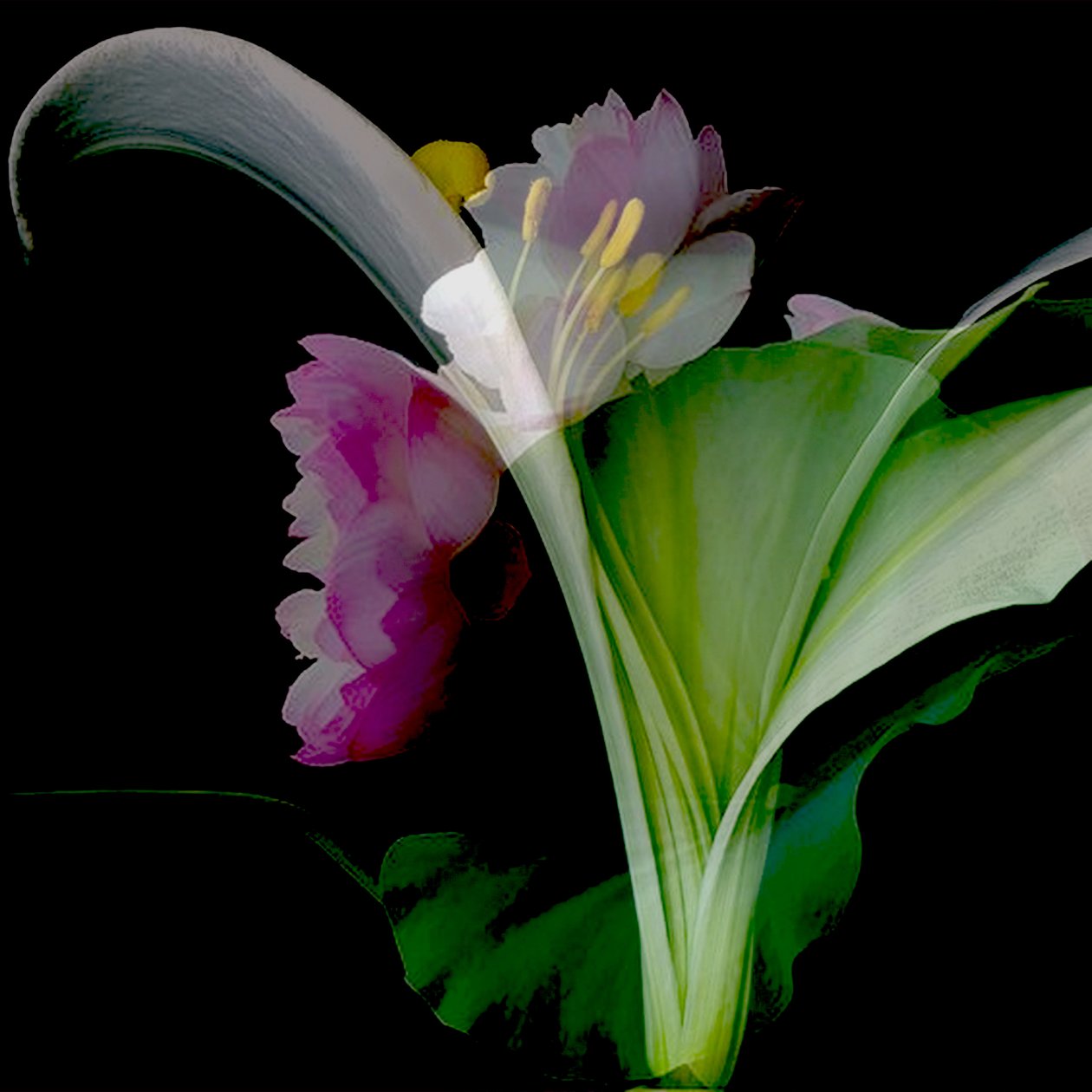 Bloemencollage, 2018 (gemengde techniek) door linda arthurs