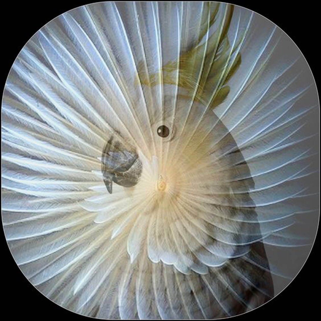 Collage witte papegaai, 2017 (fotografie) door linda arthurs
