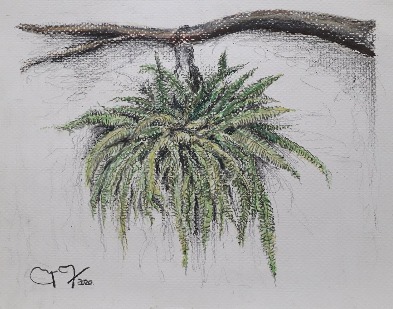 Sierplant - Varen door miguelmendez_art.ve