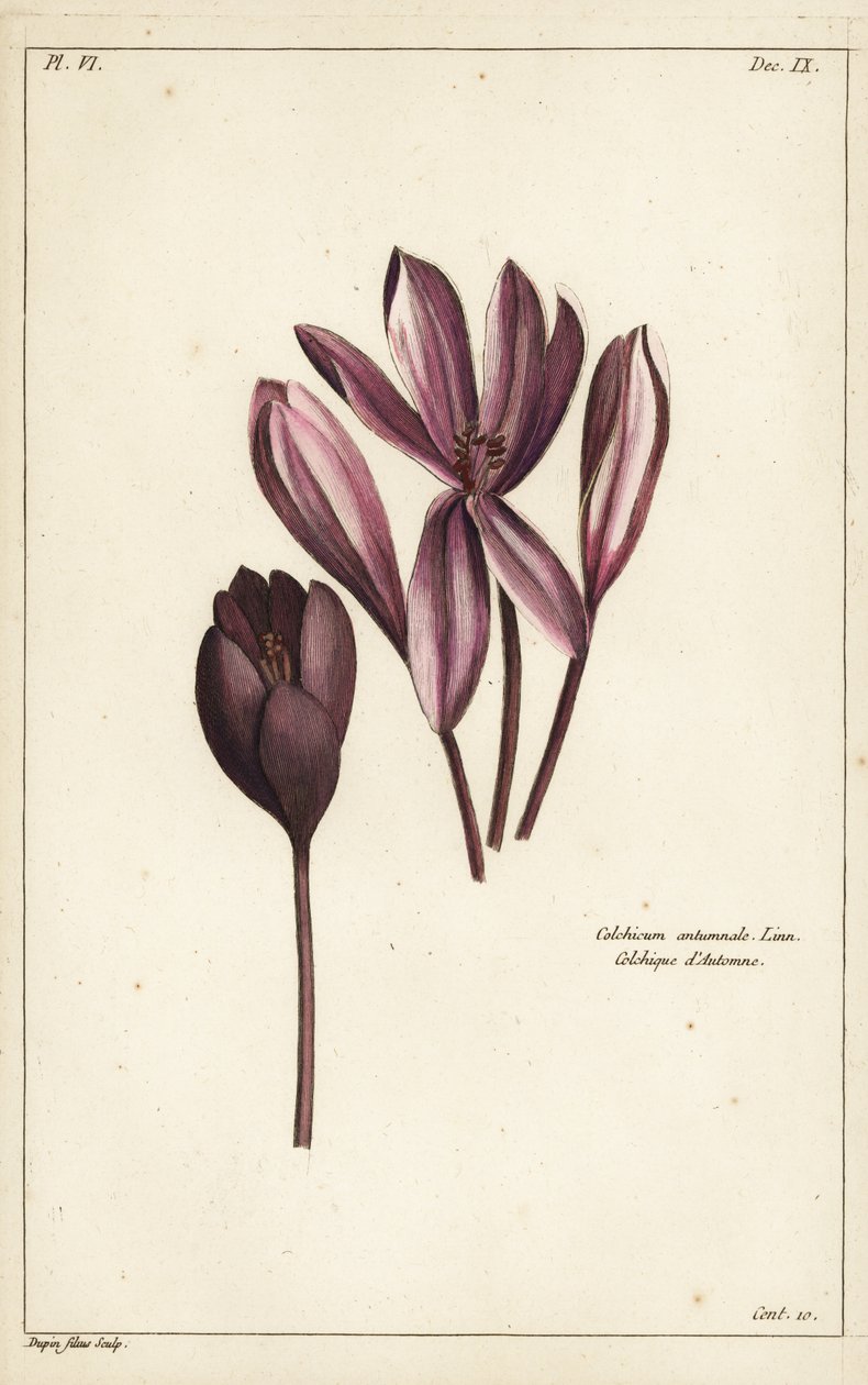 Herfsttijloos, weide saffraan of naakte dames, Colchicum autumnale, Linn door the Younger Dupin