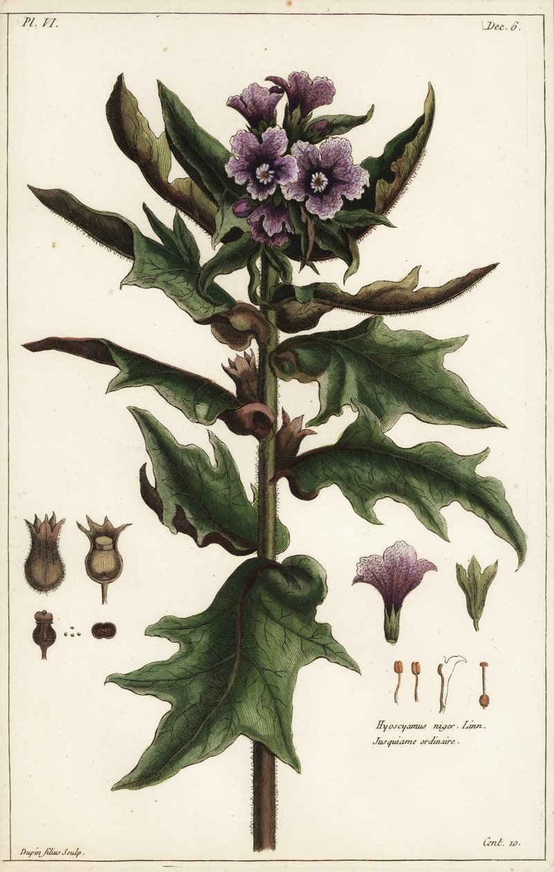 Zwarte bilzekruid, jusquiame noire, Hyoscyamus niger Linn door the Younger Dupin