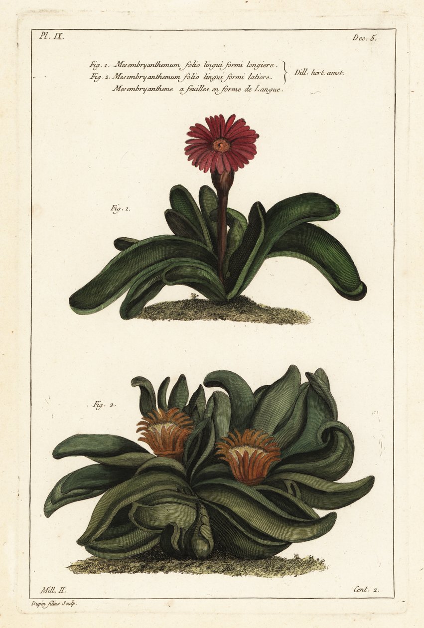 Elkhorn plant, Rhombophyllum dolabriforme (Bijlbladige vijgmarigold, Mesembryanthemum dolabriforme) door the Younger Dupin