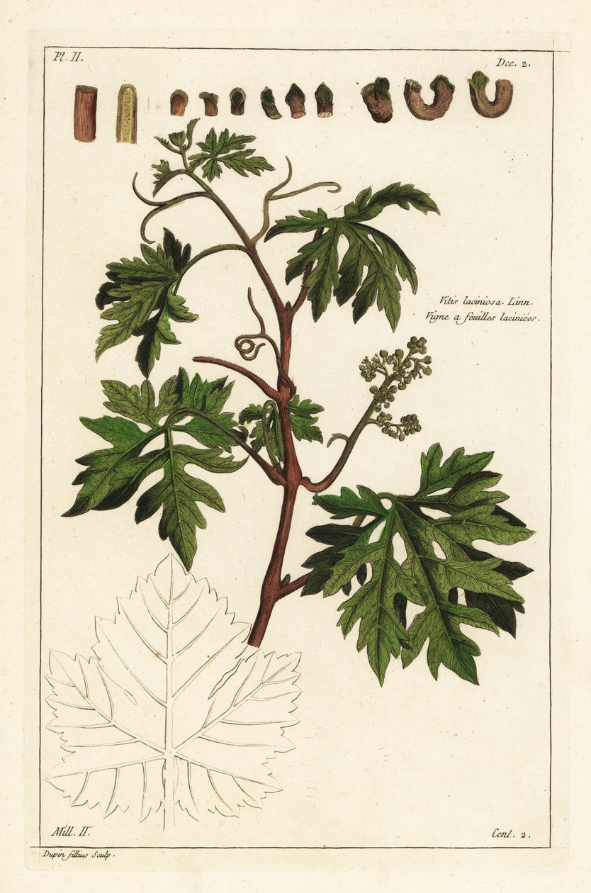 Bladeren en ontluikende druiven aan een wijnstok, Vitis vinifera door the Younger Dupin