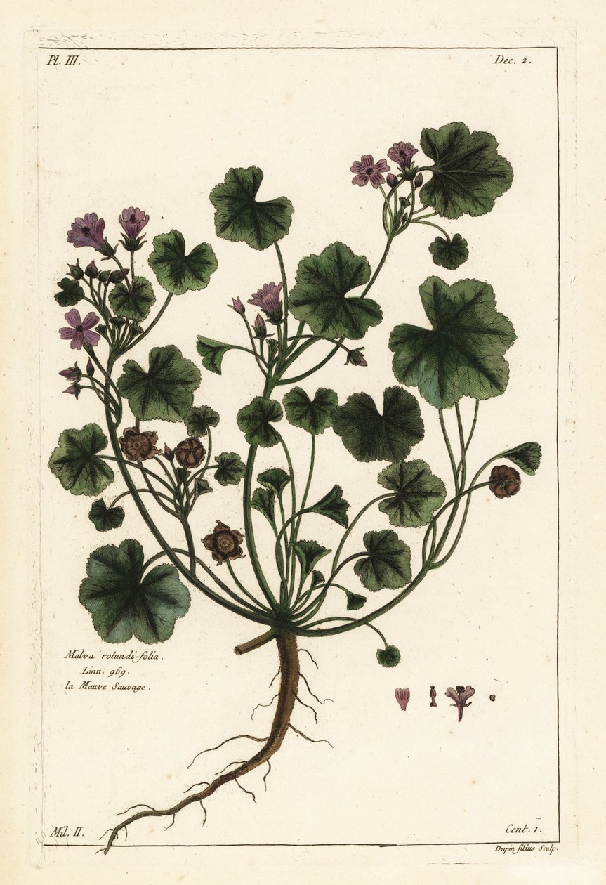 Kleine kaasjeskruid of rondbladig kaasjeskruid, Malva pusilla door the Younger Dupin