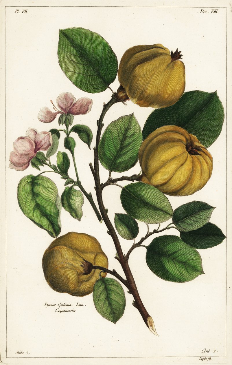 Kweepeerboom en vrucht, Cydonia oblonga Pyrus cydonia, Linn door the Younger Dupin