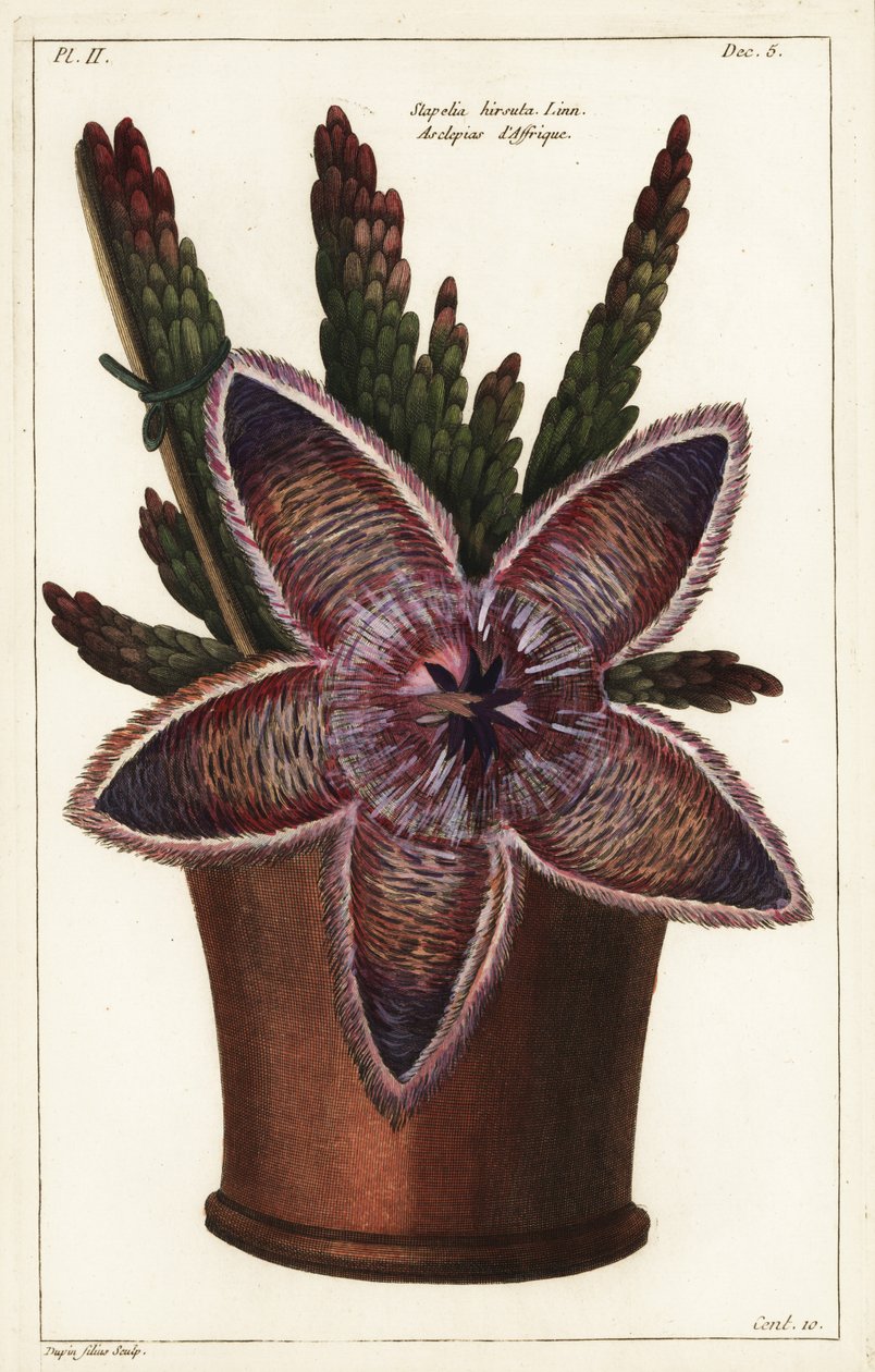 Sterbloem of aasplant, Stapelia hirsuta Linn door the Younger Dupin