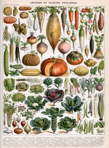 Illustratie van groentevariëteiten, ca. 1905-10 (kleur litho)